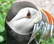 puffin-with-lunch